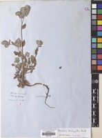 Filed as Phacelia brachyantha Benth. [family BORAGINACEAE]