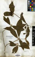 Type of Pavetta naucleiflora G.Don [family RUBIACEAE]