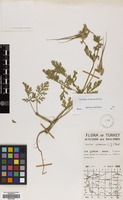 Filed as Erodium ciconium (L.) L'Her. [family GERANIACEAE]