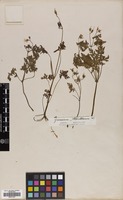 Filed as Geranium robertianum L. [family GERANIACEAE]