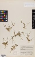 Filed as Erodium laciniatum (Cav.) Willd. [family GERANIACEAE]