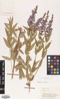 Filed as Lythrum virgatum L. [family LYTHRACEAE]