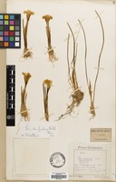Filed as Iris danfordiae Boiss. [family IRIDACEAE]