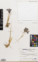 Filed as Iris reticulata M.Bieb. [family IRIDACEAE]