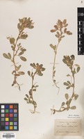Filed as Ononis biflora Desf. [family LEGUMINOSAE]