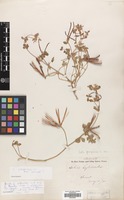 Filed as Lotus peregrinus L. var. carmeli (Boiss.) Post [family LEGUMINOSAE]