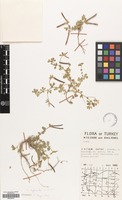 Filed as Lotus cytisoides L. [family LEGUMINOSAE]