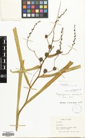 Filed as Sparganium erectum L. [family SPARGANIACEAE]