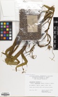 Filed as Sparganium erectum L. subsp. neglectum (Beeby) K. Richt. [family SPARGANIACEAE]