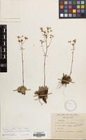 Filed as Saxifraga paniculata Mill. subsp. cartilaginea (Willd.) D.A.Webb [family SAXIFRAGACEAE]