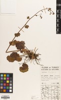 Filed as Saxifraga rotundifolia L. [family SAXIFRAGACEAE]