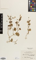 Filed as Saxifraga cymbalaria L. [family SAXIFRAGACEAE]