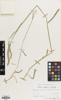 Filed as Hordeum bogdanii Wilensky [family GRAMINEAE]