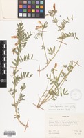 Filed as Vicia hyrcanica Fisch.& C.A.Mey. [family LEGUMINOSAE]