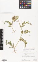 Filed as Vicia hyrcanica Fisch.& C.A.Mey. [family LEGUMINOSAE]