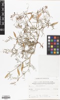 Filed as Vicia peregrina L. [family LEGUMINOSAE]