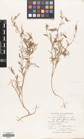 Filed as Vicia peregrina L. [family LEGUMINOSAE]
