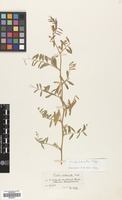 Filed as Vicia monantha Retz. [family LEGUMINOSAE]
