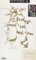 Filed as Vicia monantha Retz. var. monantha [family LEGUMINOSAE]