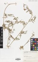 Filed as Vicia articulata Hornem. var. articulata [family LEGUMINOSAE]