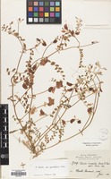 Filed as Vicia lunata (Boiss. & Balansa) Boiss. & Balansa var. grandiflora Plitm. [family LEGUMINOSAE]