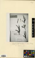 Type of Iris alexeenkoi Grossh. [family IRIDACEAE]