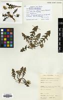 Filed as Taraxacum subnaevosum A.J.Richards [family COMPOSITAE]