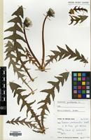 Filed as Taraxacum pseudohamatum Dahlst. [family COMPOSITAE]