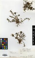 Filed as Taraxacum fulviforme Dahlst. [family COMPOSITAE]