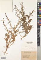 Filed as Sisymbrium polyceratium L. [family CRUCIFERAE]