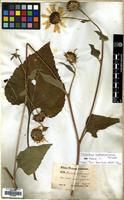 Filed as Helianthus annuus L. [family COMPOSITAE]