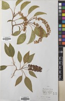 Filed as Phytolacca dioica L. [family PHYTOLACCACEAE]