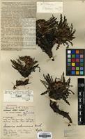 Holotype of Saussurea salwinensis Anth. [family COMPOSITAE]