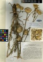 Holotype of Centaurea carduiformis DC. subsp. orientalis Wagenitz [family COMPOSITAE]