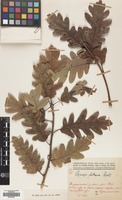 Filed as Quercus petraea (Matt.) Liebl. subsp. iberica (Steven ex M.Bieb.) Krassiln. [family FAGACEAE]