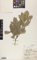 Filed as Quercus pubescens Willd. [family FAGACEAE]