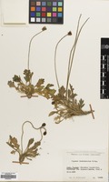 Filed as Papaver involucratum Popov [family PAPAVERACEAE]