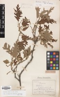 Filed as Quercus cerris L. var. cerris [family FAGACEAE]
