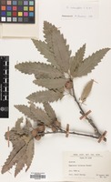Filed as Quercus castaneifolia C.A.Mey. [family FAGACEAE]