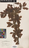 Filed as Quercus castaneifolia C.A.Mey. [family FAGACEAE]