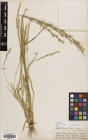 Filed as Lolium persicum Boiss. & Hohen. [family GRAMINEAE]