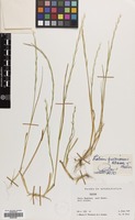 Filed as Lolium persicum Boiss. & Hohen. [family GRAMINEAE]
