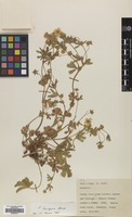 Filed as Potentilla thuringiaca Bernh. ex Link [family ROSACEAE]