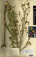 Type of Hieracium umbellatum L. var. pervagum Jord. [family COMPOSITAE]