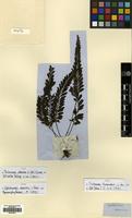 Type of Cephalomanes atrovirens C.Presl. [family HYMENOPHYLLACEAE]