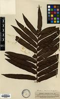 Filed as Blechnum tabulare (Thunb.) Kuhn [family BLECHNACEAE]