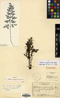 Type of Asplenium anogrammoides Christ [family ASPLENIACEAE]