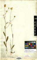 Holotype of Podolepis gracilis Graham [family COMPOSITAE]