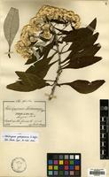 Filed as Helichrysum goetzeanum O. Hoffm. [family COMPOSITAE]