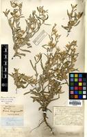 Type of Xeropappus lanuginosus Wall. [family COMPOSITAE]